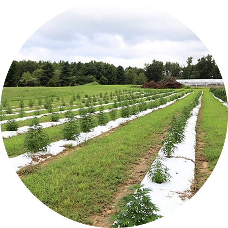 Hemp farm field